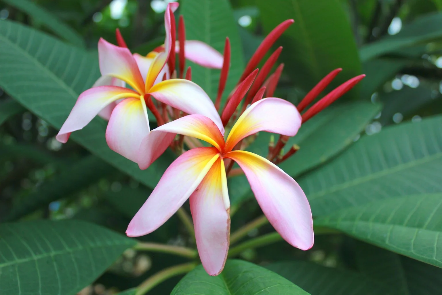 Comprehensive beauty treatments available at Rose Petal Bali